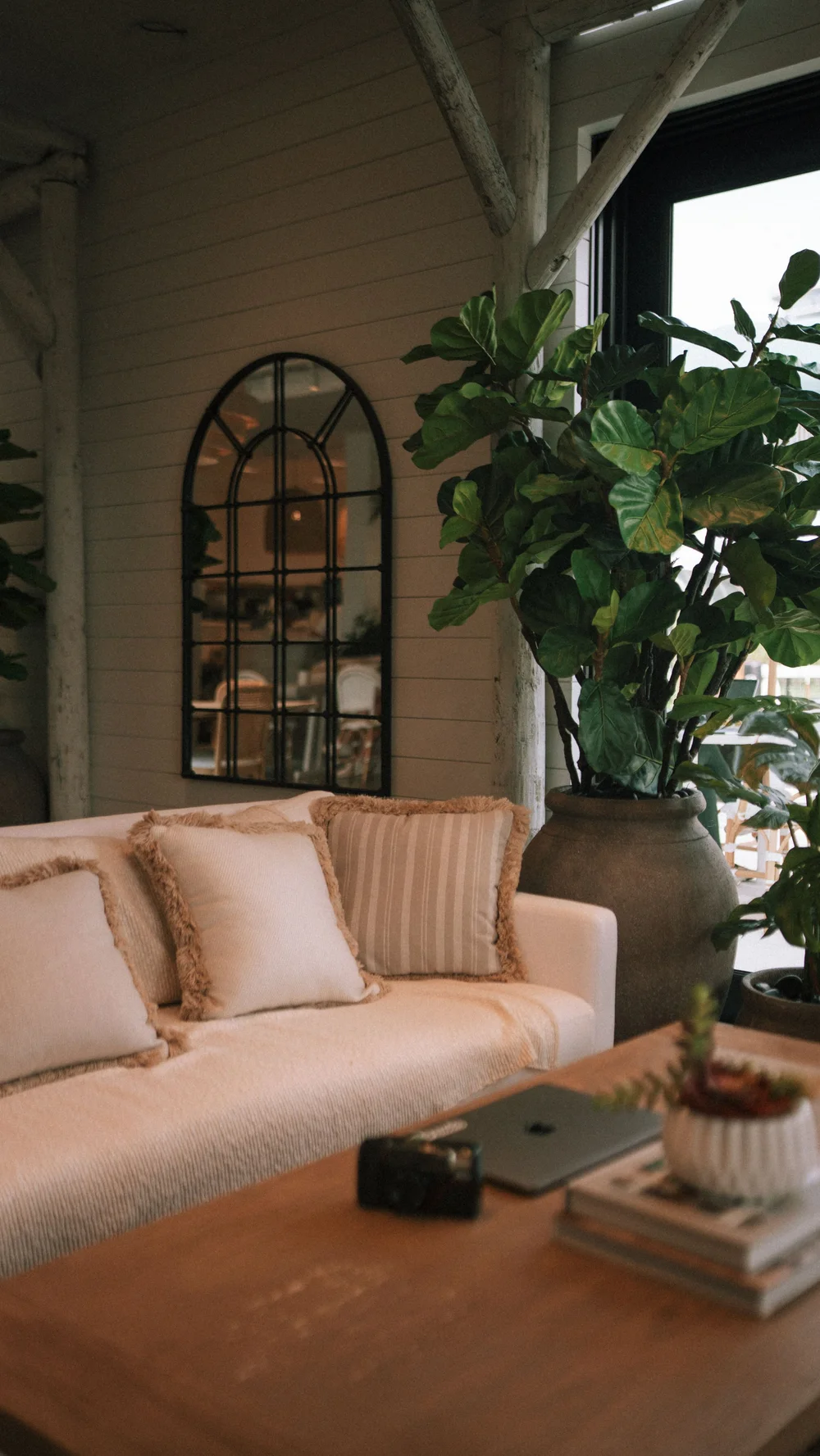 A soft cream sofa beside a leafy fig tree, warm timber and an arched mirror